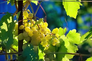 Potvrđena još jedna autohtona mljetska sorta vinove loze