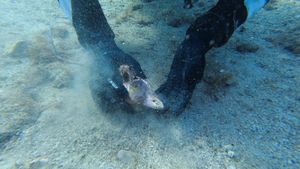 U hvarskoj luci pronađeni vrijedni arheološki artefakti