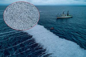 ŠOKANTNI PRIZORI Drugi najveći ribarski brod na svijetu izbacio više od sto tisuća mrtvih riba u more!