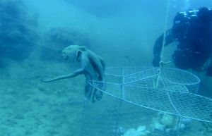 VIDEO Zaronio i oslobodio pet hobotnica iz ilegalne vrše u luci