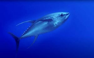 Objavljen Prijedlog za lovostaj tunja dugokrilca