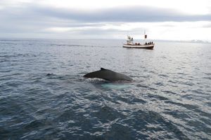 KONAČNO Island ukida komercijalni kitolov – najveće morske sisavce iskoristit će na bolji način