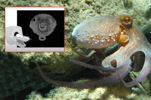 Stavljajući hobotnice u MRI uređaje, znanstvenici otkrili fascinantne podatke!
