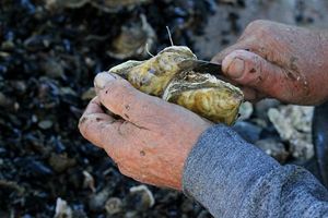 Dan Malostonske kamenice – Priprema se velika fešta