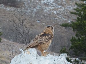 Nakon oporavka na slobodu puštena crikvenička sova ušara