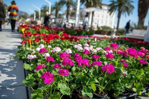 Splitska riva zablistala u najljepšim bojama proljeća