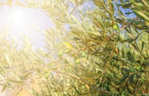 Maslinari sa Šolte osvojili pet svjetskih i jednu domaću medalju