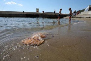 Liječnik savjetuje što napraviti ako vas opeče meduza