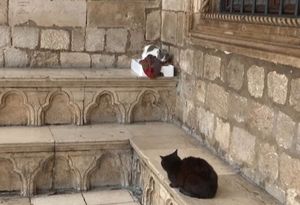 Pokrenuta peticija za vraćanje mačje kućice pokraj Kneževog dvora