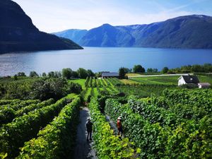 Zbog klimatskih promjena vino sad proizvode i u Norveškoj!