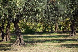 APSURD Vlasnici su najstarijih maslina na Mediteranu, ali nisu vlasnici zemlje na kojima su ta stabla