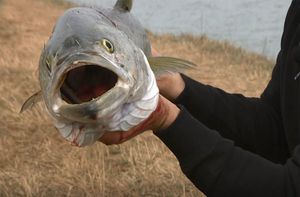 Strijelka došla i na ušće Dragonje!