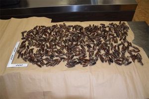 Mladić uhvaćen s više od 8 kilograma prstaca