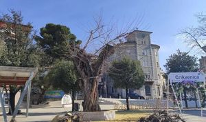 Vandali zapalili stoljetnu murvu u središtu Crikvenice – Šumari je pokušavaju spasiti