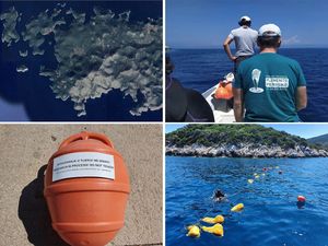 U hrvatskom dijelu Jadrana samo je 20 živih periski – Znanstvenici kod Lastova postavili kolektore za prihvat ličinki