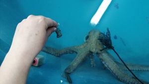 Institut za oceanografiju i ribarstvo održao radionicu za osnovnoškolce iz Supetra