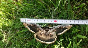 U Istri snimljen najveći europski leptir s rasponom krila od 15 centimetara