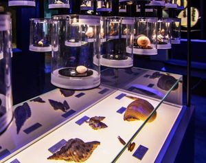 Blago pod površinom Kvarnera