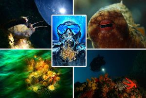 FOTO Završeno međunarodno natjecanje podvodnih fotografa na otoku Rabu