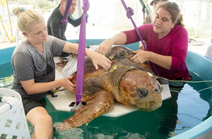 Gravidnu morsku kornjaču napao morski pas, polegla je jaja i podvrgnuta operaciji