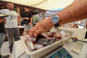 Na Viru održano 20. jubilarno izdanje ribolovnog natjecanja štapom i rukom iz usidrene brodice