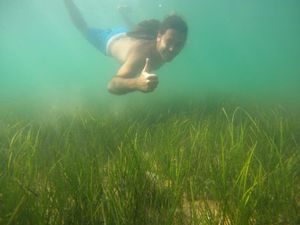 Kraj Kraljevske plaže u Ninu pronađena živa plemenita periska