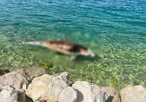 U moru kod Kožina pronađen uginuli dupin