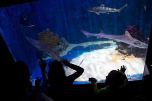 Aquariumu Pula bit će uručen prestižni certifikat samoodrživosti “Friend of the sea”