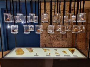 Otvorenje izložbe “Blago pod površinom Kvarnera, mekušci u kvarnerskom podmorju”