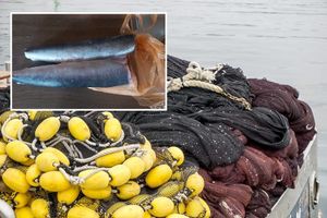 Služi li ribolov plivaricom i kao paravan za izlov drugih organizama koje prodaju na crno?