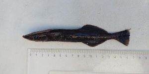 Institut za oceanografiju potvrdio dvije nove vrste priljepuša u Jadranu