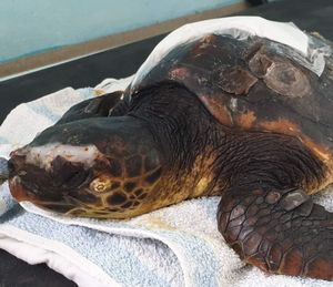 U oporavilište stigla još jedna kornjača koju je ozlijedio brodski propeler