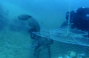 Ronilac oslobodio pet hobotnica iz ilegalne vrše: “Držale su se za krakove, ako to nije dokaz inteligencije…”