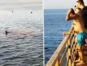 HOROR U POZNATOM LJETOVALIŠTU Austrijanka i Rumunjka preminule nakon dva stravičnog napada morskog psa