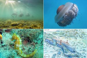 PODMORJE PLAŽE MARTULINA Uzbudljivi snorkeling u Peroju