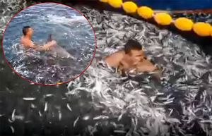 VIDEO Dobri ribari skočili među svoje mreže da bi spasili dobrog dupina!