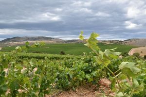 U tijeku izgradnja sustava navodnjavanja za ekološki uzgoj maslina i vinove loze u Šibensko-kninskoj županiji