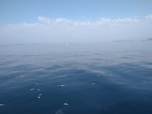 Poznat uzrok pomora ribe kod Stobreča?