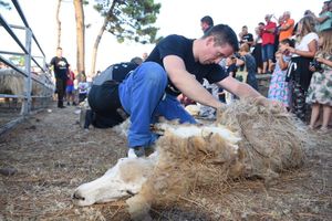 Održana 14. Izložba creske ovce