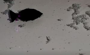 VIDEO Kineski znanstvenici razvili ribu robota koja proždire plastiku