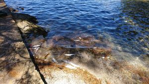 ŠIRI SE NESNOSAN SMRAD Mrtve ribe okupirale okolicu Splita