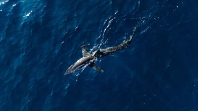 „To radite da uništite turizam!“ Stručnjak odgovara zašto su ovakvi komentari o morskim psima u Jadranu glupi