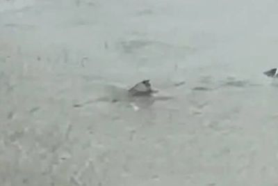 GRAĐANI U NEVJERICI Ulicama New Jerseya pliva morski pas - Pogledajte nevjerojatan video!