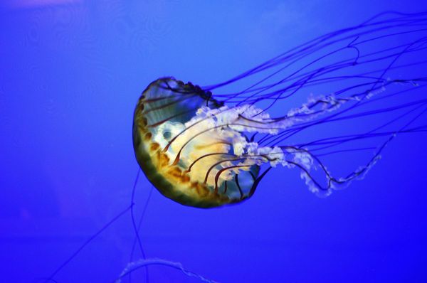 Projekt JELLYBIZ: "Meduze i rebraši u Jadranu"