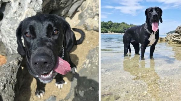 PULA Na Galebovim stijenama nestala njemačka doga