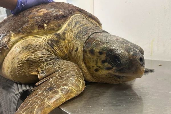 U Puli uginula glavata želva Dina: "Struna je ostala zapetljana u crijevima"