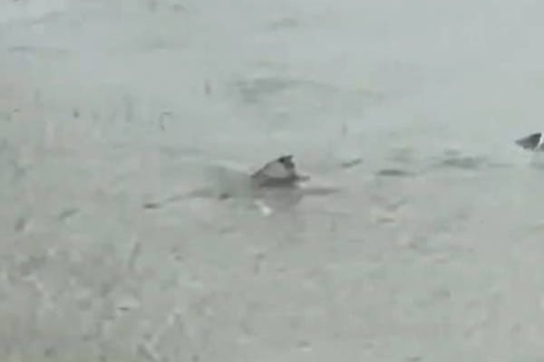 GRAĐANI U NEVJERICI Ulicama New Jerseya pliva morski pas - Pogledajte nevjerojatan video!