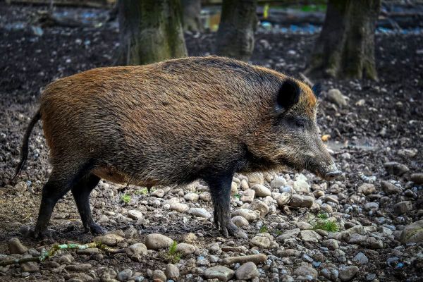 Obavijest Rovinježima: Lovne aktivnosti od 7. do 15. rujna