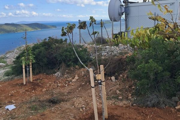 Dugi otok ulaže u zeleniju budućnost: "Zasađeno petnaestak stabala"