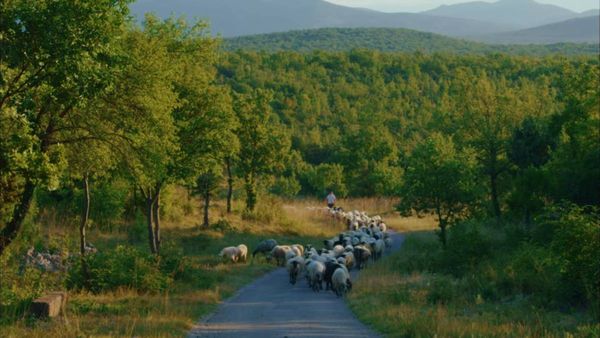 Otkazano ljetovanje jedne ovce: Duhovita priča o ozbiljnom problemu na Dinari